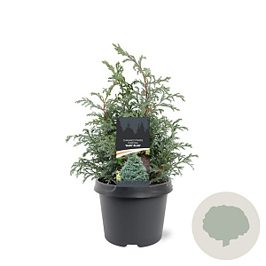 Chamaecyparis p. 'Baby Blue' 25-30 cm 3,5L