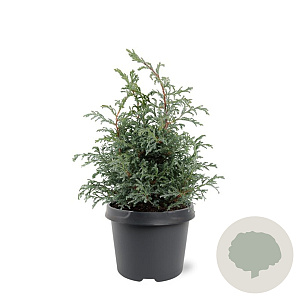 Chamaecyparis p. 'Baby Blue' 25-30 cm 3,5L
