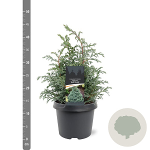 Chamaecyparis p. 'Baby Blue' 25-30 cm 3,5L