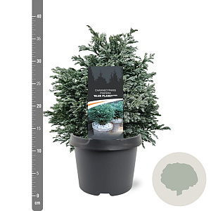 Chamaecyparis p. 'Blue Planet' 25-30 cm 3,5L