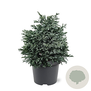 Chamaecyparis p. 'Blue Planet' 25-30 cm 3,5L