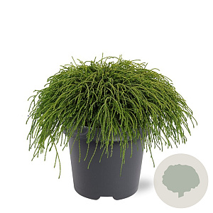 Chamaecyparis p. 'Filifera Nana' 30-40 cm 5,0L