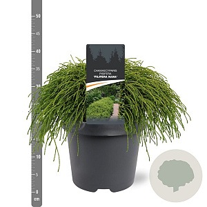 Chamaecyparis p. 'Filifera Nana' 30-40 cm 5,0L