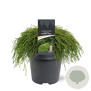 Chamaecyparis p. 'Filifera Nana' 30-40 cm 5,0L