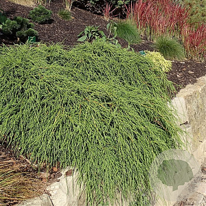 Chamaecyparis p. 'Filifera Nana' 30-40 cm 5,0L
