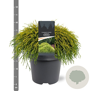 Chamaecyparis p. 'Sungold' 30-40 cm 5,0L