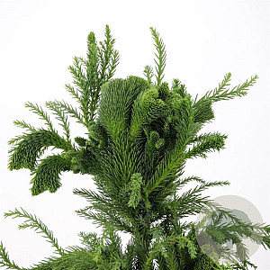 Cryptomeria j. 'Cristata' 40-50 cm 3,0L