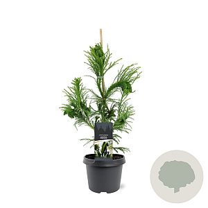 Cryptomeria j. 'Cristata' 40-50 cm 3,0L