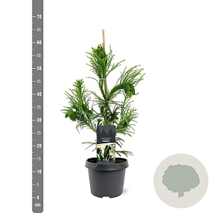 Cryptomeria j. 'Cristata' 40-50 cm 3,0L