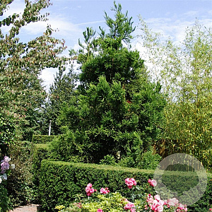 Cryptomeria j. 'Cristata' 40-50 cm 3,0L