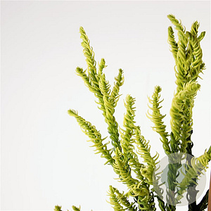 Cryptomeria j. 'Kyara Gold' 50-60 cm 3,0L