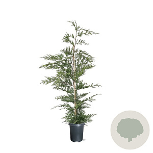 Cupressocyparis leylandii 100-125 cm 4,0L
