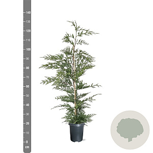 Cupressocyparis leylandii 100-125 cm 4,0L