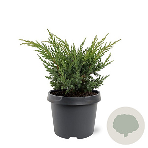 Juniperus chin. 'Blaauw' 20-25 cm 3,0L