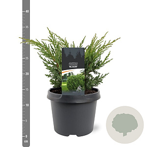 Juniperus chin. 'Blaauw' 20-25 cm 3,0L