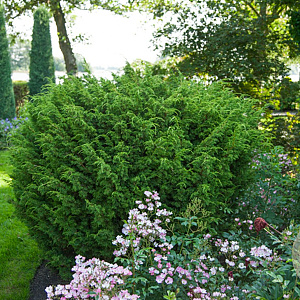 Juniperus chin. 'Blaauw' 20-25 cm 3,0L