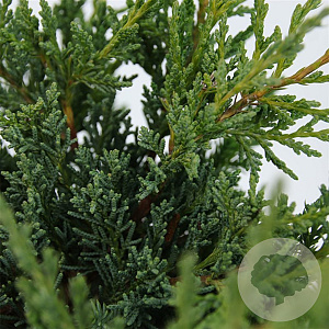 Juniperus chin. 'Blaauw' 20-25 cm 3,0L