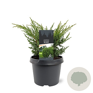 Juniperus chin. 'Blaauw' 20-25 cm 3,0L
