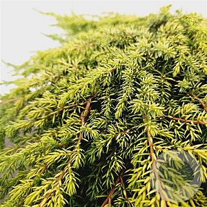Juniperus comm. 'Lemon Carpet' 25-30 cm 3,5L