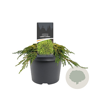 Juniperus comm. 'Lemon Carpet' 25-30 cm 3,5L