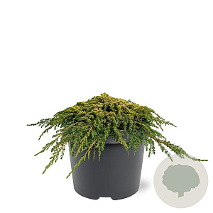 Juniperus comm. 'Lemon Carpet' 25-30 cm 3,5L