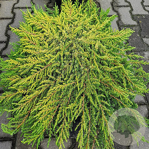 Juniperus comm. 'Lemon Carpet' 25-30 cm 3,5L