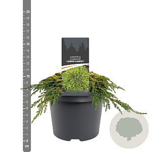 Juniperus comm. 'Lemon Carpet' 25-30 cm 3,5L