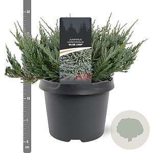 Juniperus h. 'Blue Chip' 25-30 cm 3,5L
