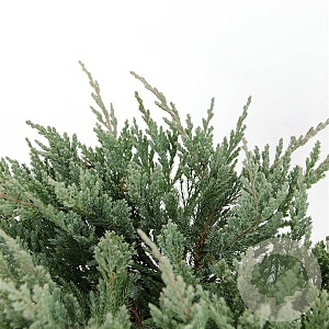 Juniperus h. 'Blue Chip' 25-30 cm 3,5L