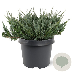 Juniperus h. 'Blue Chip' 25-30 cm 3,5L