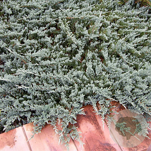 Juniperus h. 'Blue Chip' 25-30 cm 3,5L