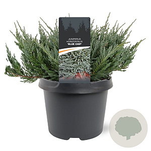 Juniperus h. 'Blue Chip' 25-30 cm 3,5L
