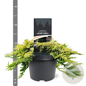 Juniperus h. 'Golden Carpet' 25-30 cm 3,5L