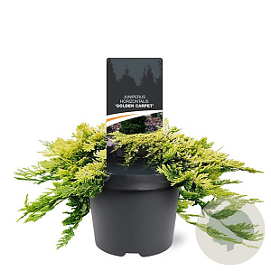 Juniperus h. 'Golden Carpet' 25-30 cm 3,5L
