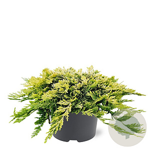 Juniperus h. 'Golden Carpet' 25-30 cm 3,5L