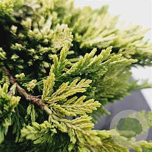 Juniperus h. 'Golden Carpet' 25-30 cm 3,5L