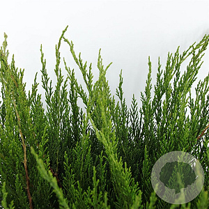Juniperus media 'Mint Julep' 40-50 cm 5,0L