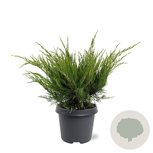 Juniperus media 'Mint Julep' 40-50 cm 5,0L