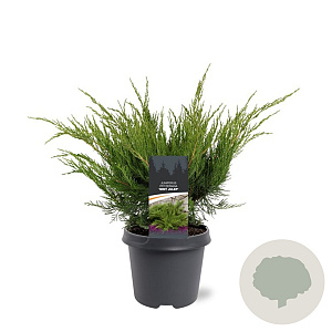 Juniperus media 'Mint Julep' 40-50 cm 5,0L