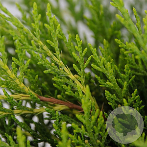 Juniperus media 'Old Gold' 25-30 cm 3,5L