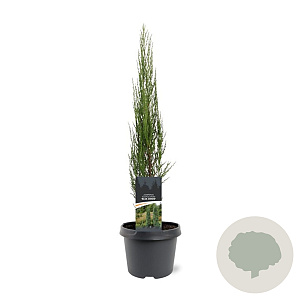 Juniperus s. 'Blue Arrow' 50-60 cm 3,0L