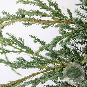 Juniperus squamata 'Blue Carpet' 40-50 cm 5,0L