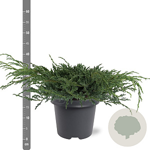 Juniperus squamata 'Blue Carpet' 40-50 cm 5,0L