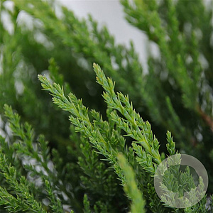 Juniperus sabina 'Tamariscifolia' 25-30 cm 3,5L