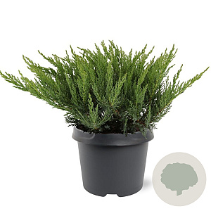 Juniperus sabina 'Tamariscifolia' 25-30 cm 3,5L