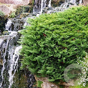 Juniperus sabina 'Tamariscifolia' 25-30 cm 3,5L