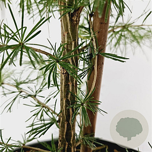 Larix decidua 80-100 cm 5,0L