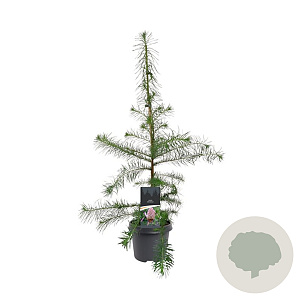 Larix decidua 80-100 cm 5,0L