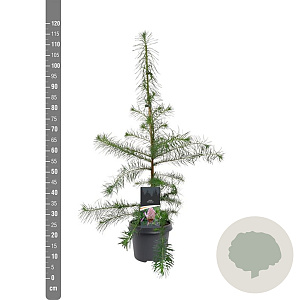 Larix decidua 80-100 cm 5,0L