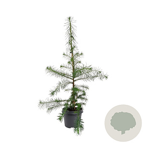 Larix decidua 80-100 cm 5,0L